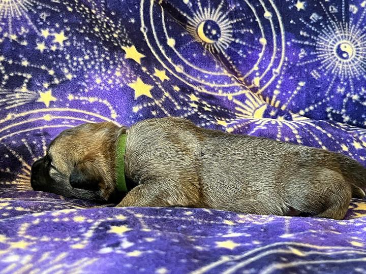chinook puppy